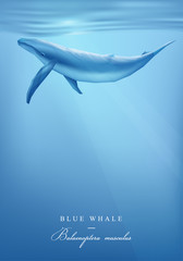Blue whale swimming under the ocean surface vector illustration