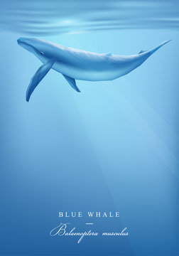 Blue whale swimming under the ocean surface vector illustration