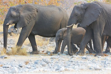 afrikanische Elefanten (Loxodonta africana) im Etosha Nationalpark