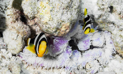 Clownfische im Riff
