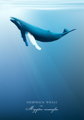 Fototapeta premium Humpback whale swimming under the blue ocean surface vector illustration