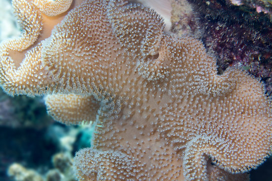 Koralle am Riff