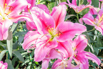 Beautiful pink lily in the garden.