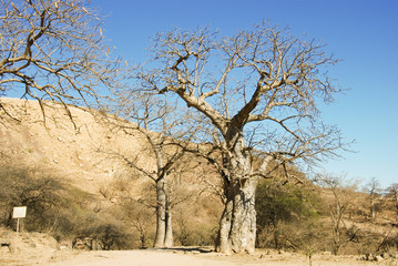 Fototapeta na wymiar Baobabs in Jebel Samhan, Sultanate of Oman, nearby Salalah