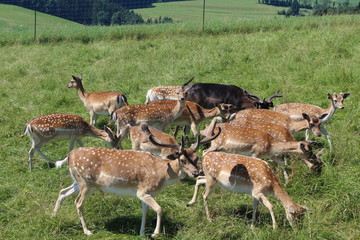 Damwild Herde