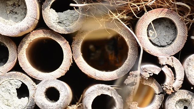 viele bienen im insektenhotel

