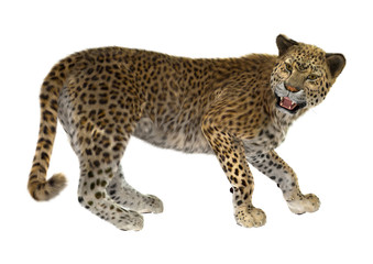 Obraz na płótnie Canvas 3D Rendering Big Cat Leopard