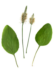 Pressed and dried set of flowers and leaves plantago