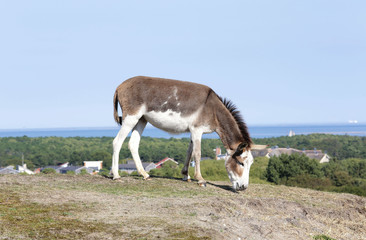 A donkey on a dutch wadden island called Vlieland