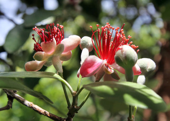 Flowering feijoa (Acca sellowiana)