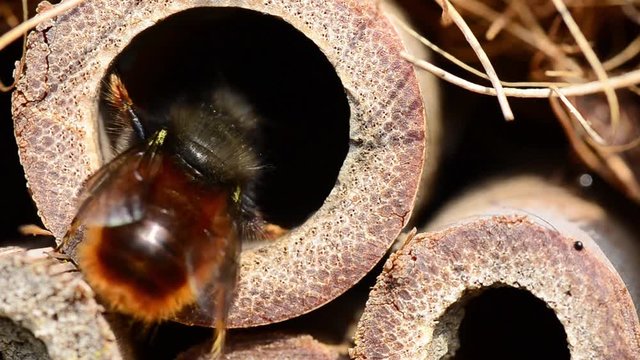 biene insektenhotel makro ansicht
