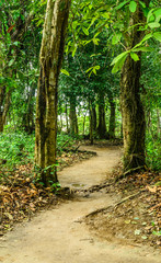 trekking trail in the rainforest