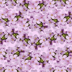 Delicate floral background of beautiful purple primrose isolated 