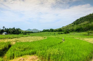 Fototapeta na wymiar green rice fields industrial crops