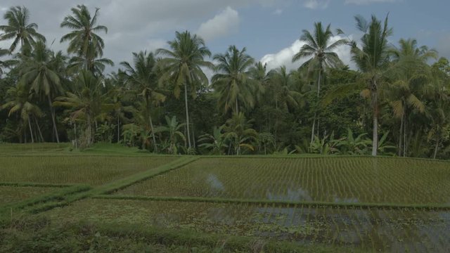 Gentle breeze stirs the tops of coconut pams over a lowland rice paddy on a farm in Bali, Indonesia. Ungraded RAW footage