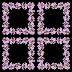 Delicate floral background of beautiful purple primrose isolated 