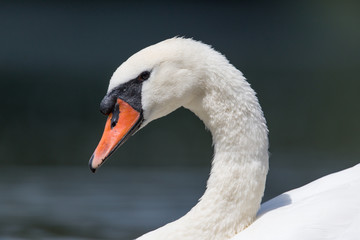 Fototapeta premium Side view portrait of mute swan (Cygnus olor)