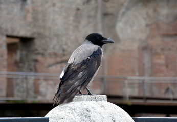 Krähe in Rom