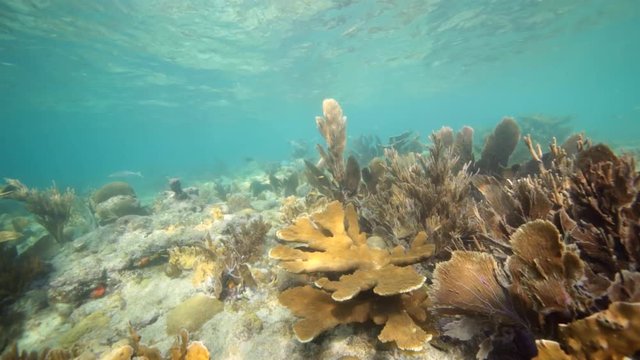 Unterwasser - Riff - Koralle - Elchgeweihkoralle - Seefächer - Gorgonie - Tauchen - Curacao - Karibik