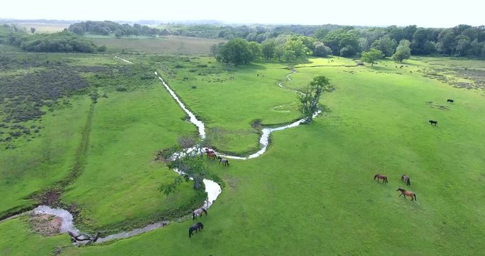 Horses running across a small river, grazing on grassland near woodlands