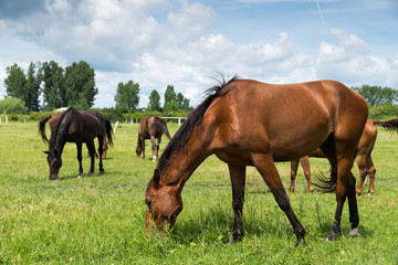 Fototapeta premium horses on the farm