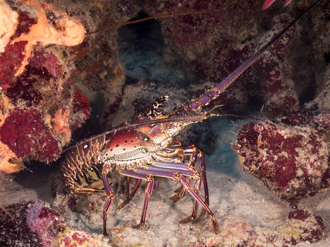 Unterwasser - Riff - Languste - Tauchen - Curacao - Karibik