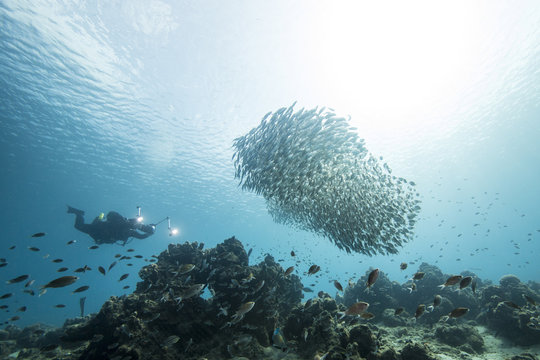Unterwasser - Riff - Fisch - Fischschwarm - Taucher - Fotograf - Tauchen - Curacao - Karibik