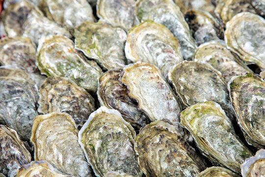 Oysters background close-up