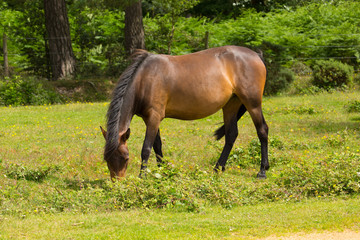 Wild pony New Forest Hants England UK