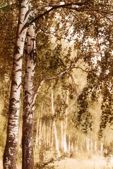 forest birch