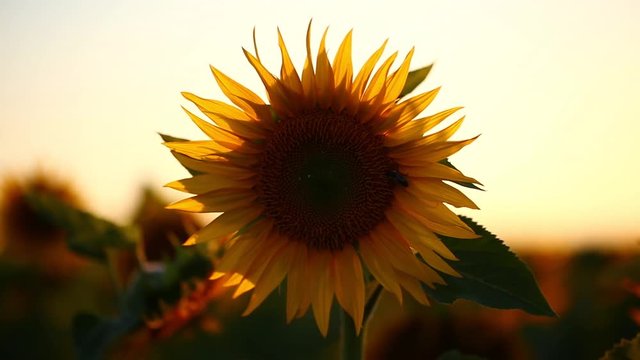Tournesol au coucher du soleil , France