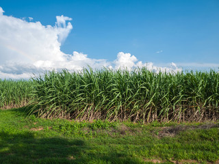 sugarcane field with blue sky