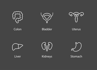 White human internal organs icons