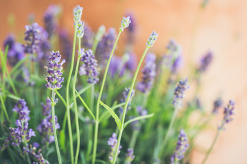 lavender flowers in front of terracotta colored clay pot