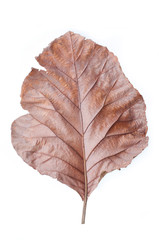 Dry leaves on white background, Teak leaves.