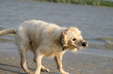 Golden retriever labrador dog shaking water off his body on beac