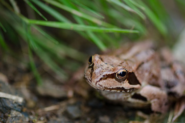 Brown frog european in grass - Rana Temporaria