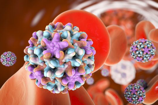 Hepatitis B virus in blood vessel with red blood cells and leukocytes, 3D illustration