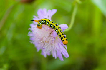 Caterpillar creeps on a purple flower