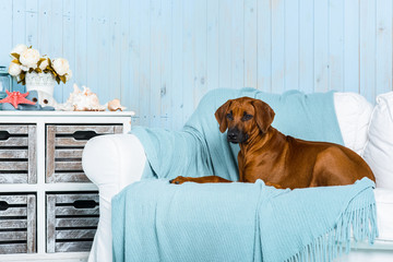 Rhodesian Ridgeback puppy on sofa in a marine style interior