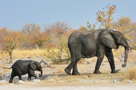 Elefantenmutter (Loxodonta africana) mit Kind im Etosha Nationalpark
