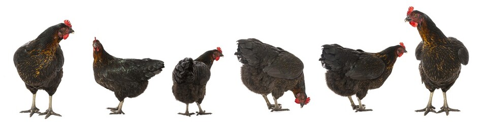 a hen - chicken isolated on white background