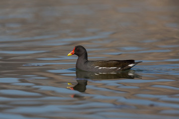 common moorhen (Gallinula chloropus) swimming and reflected by w