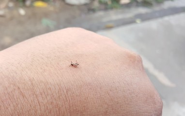 dead Common house mosquito on a man hand