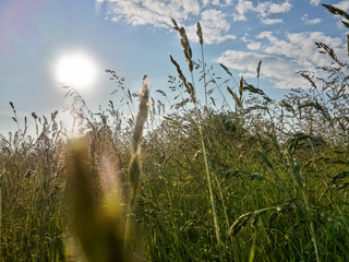 Obraz premium Beautiful summer grass, sunshine and blue sky/Beautiful summer grass, sunshine and blue sky