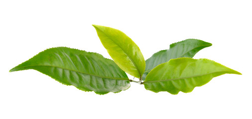 tea leaf on white background