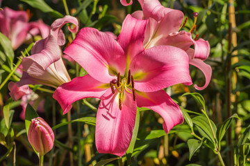 Beautiful red and pink flowers in the garden.