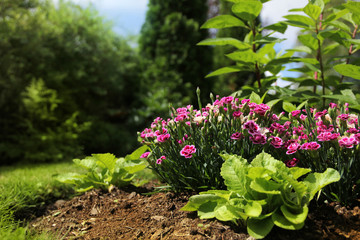Peaceful summer garden feeling ground level