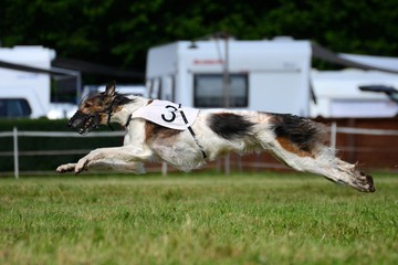 Barsoi beim Lure Coursing