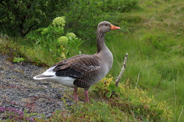 wild goose